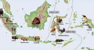 Persebaran fauna di Indonesia.